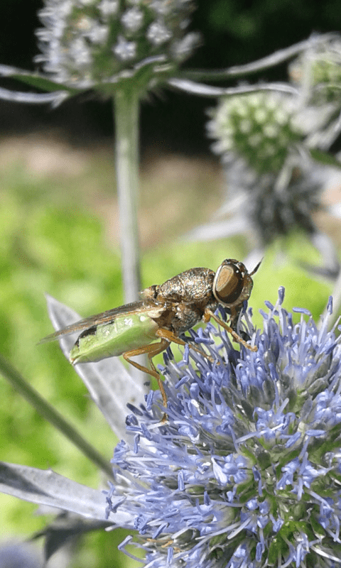 Odontomyia sp. (Stratiomyidae)?  S